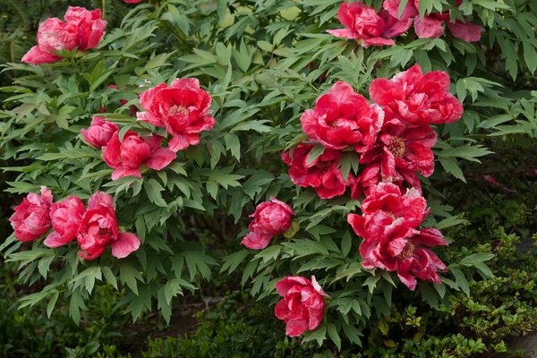Fleuriste à Gujan-Mestras : commandez les meilleures fleurs pour un mariage