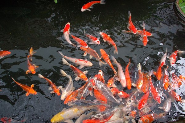 Elever des carpes koi dans un bassin de jardin : comment faire ?