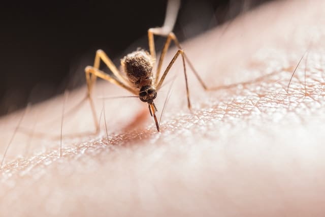 Pourquoi il ne faut pas gratter une piqure de moustique ?