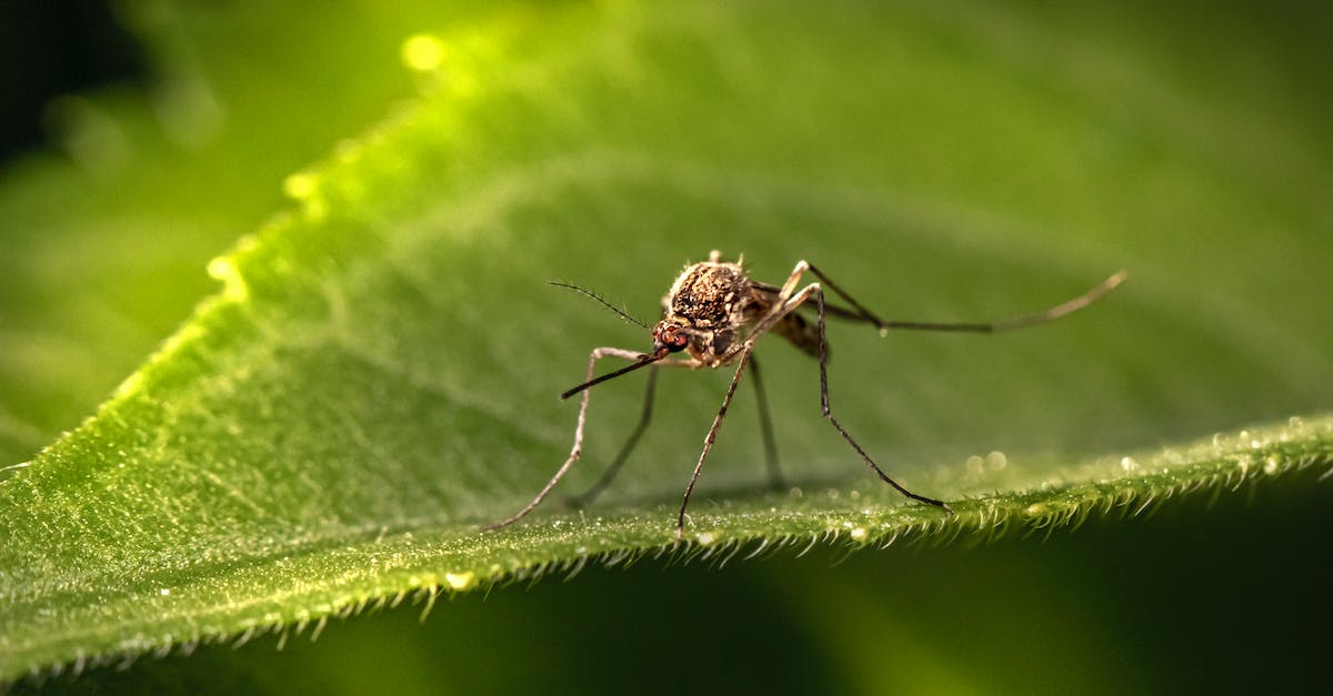 OÃ¹ sont les moustiques dans la journÃ©e ?